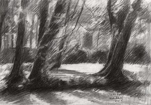 Tranquil Woodland Path