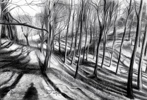 Winter Forest Path by Corné Akkers