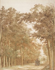 Trail through a Forest