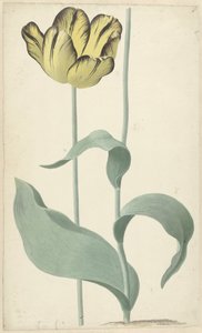 The Tulip Bizard Louis d