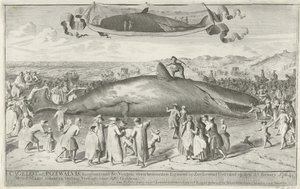 Sperm Whale Stranded at Egmond aan Zee, 1764