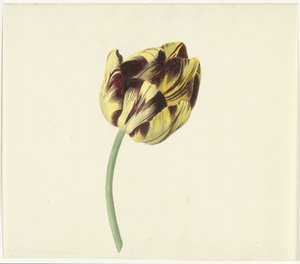 Tulip Named Bizard Pontifex Romanus by Cornelis van Noorde