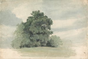 Study of Trees at the Edge of a Field