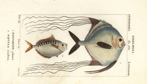 African Pompano, Alectis ciliaris, Blepharis ciliaris, Blefaride ciliare 1 and Ponyfish, Poulain ruse, Leiognathus equulus 2