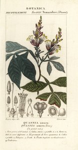 Amargo, bitter-ash, bitter-wood or hombre grande, Quassia amara