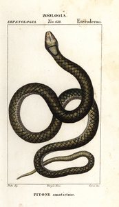 Amethystine python, Simalia amethistina by Corsi Corsi