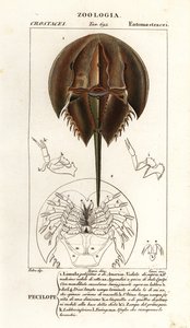 Atlantic horseshoe crab, Limulus polyphemus by Corsi Corsi