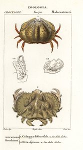 Box Crab and Aethra Crab by Corsi Corsi