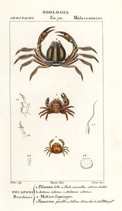 Bristly crab, light-blue soldier crab, pea crab by Corsi Corsi