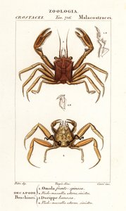 Carrier Crab and Dorripd Crab by Corsi Corsi