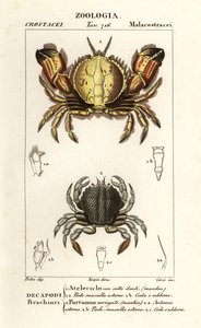 Circular Crab and Swimming Crab by Corsi Corsi
