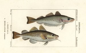 Cod fish and whiting by Corsi Corsi