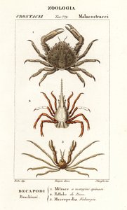 Coral Clinging Crab, Arrow Crab and Leach