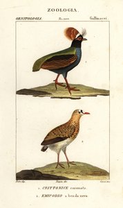 Crested partridge and buttonquail