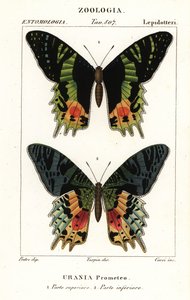 East African sunset moth