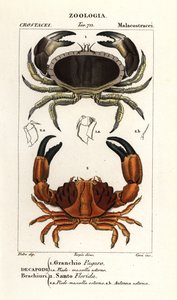 Edible Crab and Furrowed Crab by Corsi Corsi