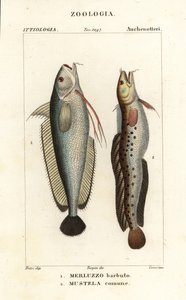 Forkbeard, Phycis phycis and fivebeard rockling, Ciliata mustela by Corsi Corsi