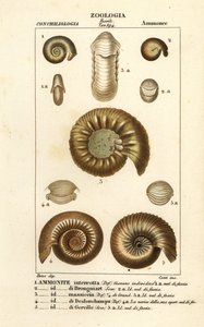 Fossils of extinct ammonite species by Corsi Corsi