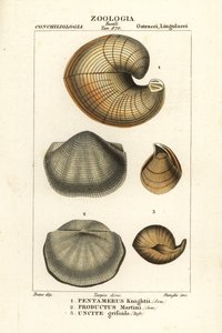 Fossils of extinct lamp shells