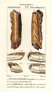 Fossils of extinct molluscs