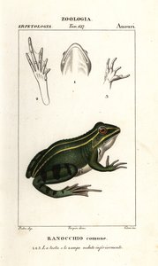 Green frog, Pelophylax kl esculentus by Corsi Corsi