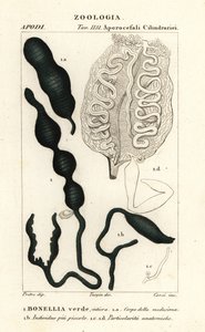 Green spoonworm