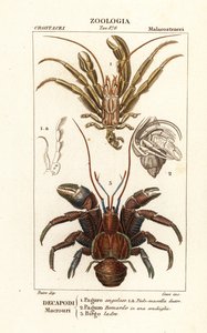Hermit crabs and coconut crab by Corsi Corsi