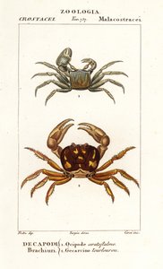 Horned Ghost Crab and Zombie Crab by Corsi Corsi