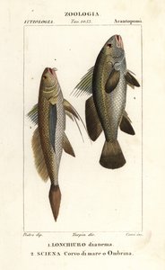 Longtail croaker, Lonchurus lanceolatus and meagre, croaker, stone bass, shadefish, Argyrosomus regius by Corsi Corsi