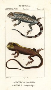 Lyreshead Lizard, Lyriocephalus scutatus 1 and Diving Lizard or Mophead Iguana, Uranoscodon superciliosus 2 by Corsi Corsi