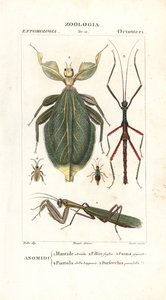 Mantis, Leaf Insect, Stick Insect, etc. by Corsi Corsi