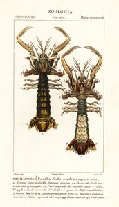 Mantis Shrimp, Lysiosquilla Scabricauda by Corsi Corsi