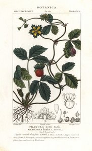 Mock Strawberry by Corsi Corsi