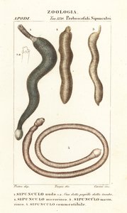 Peanut worms, Sipunculus nudus, Siphonosoma cumanense, etc. by Corsi Corsi
