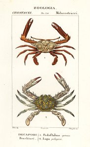 Periscope Crab and Flower Crab by Corsi Corsi