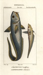 Roughhead grenadier or onion-eye grenadier, Macrourus berglax and hollowsnout grenadier, Coelorinchus caelorhincus by Corsi Corsi