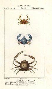 Species of crab by Corsi Corsi