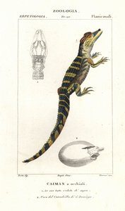 Spectacled Caiman and Hatching Egg of the American Crocodile by Corsi Corsi