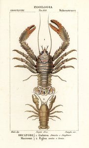 Squat lobster, Galathea strigosa, and Aegla laevis by Corsi Corsi