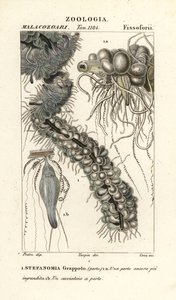 String Jellyfish, Apolemia uvaria (Stephanomia uvaria, Stefanomia grappolo)