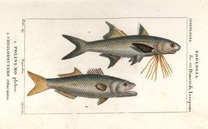 Striped threadfin and bluefish by Corsi Corsi