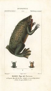 Surinam Toad by Corsi Corsi