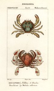 Swimming Crab and Moon Crab by Corsi Corsi