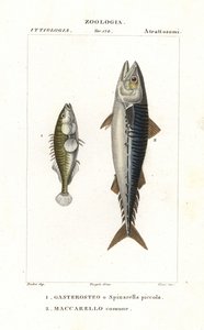 Three-spined stickleback and Atlantic mackerel by Corsi Corsi