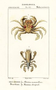 Tiger crab and frog crab by Corsi Corsi