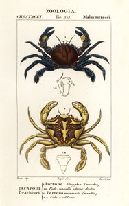 Velvet swimming crab and marbled swimming crab by Corsi Corsi