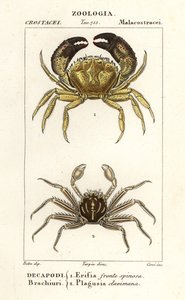 Warty crab and flat rock crab by Corsi Corsi