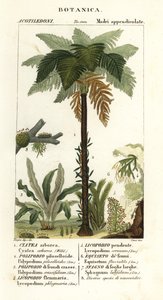 West Indian treefern, Cyathea arborea, vine fern, Microgramma piloselloides, graceful fern, Niphidium crassifolium, coarse tassel fern, Huperzia phlegmaria, staghorn clubmoss, Lycopodiella cernua, water horsetail by Corsi Corsi