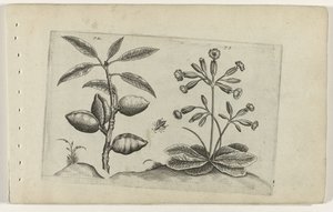 Almond Tree and Golden Primrose by Crispijn van de Passe (I) (attributed to)