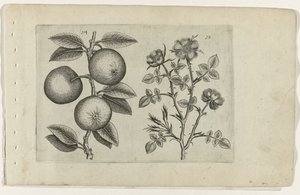 Apple and Dog Rose (Cognoscite lilia) by Crispijn van de Passe (I) (attributed to)